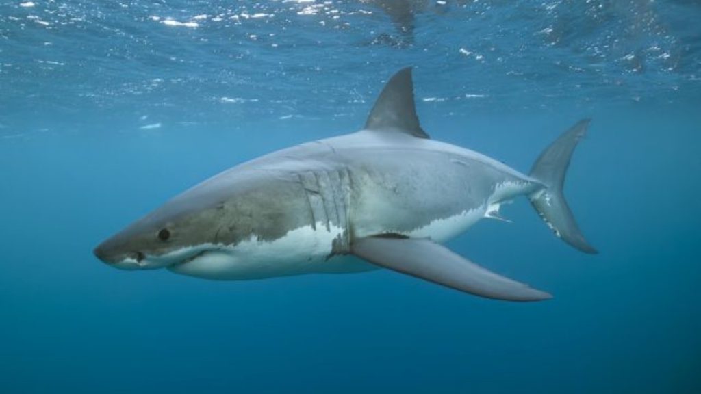 Megalodonun Sırları Ortaya Çıktı: Yeni Keşif!